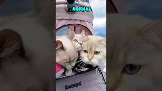 Sizin Için Çok Normal Ama Benim Için Enteresan Bir Videoydu