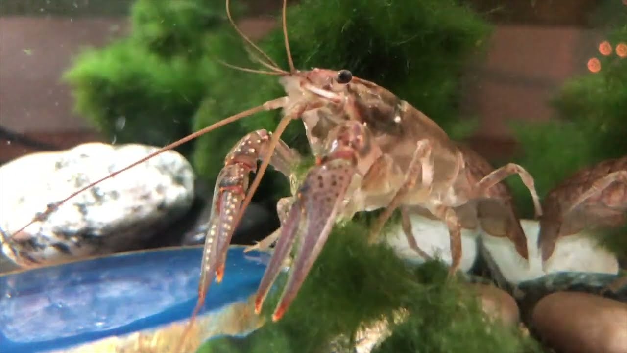 Lobster Video (SUMMER WHITNEY by BBY.BIRD) Instrumental