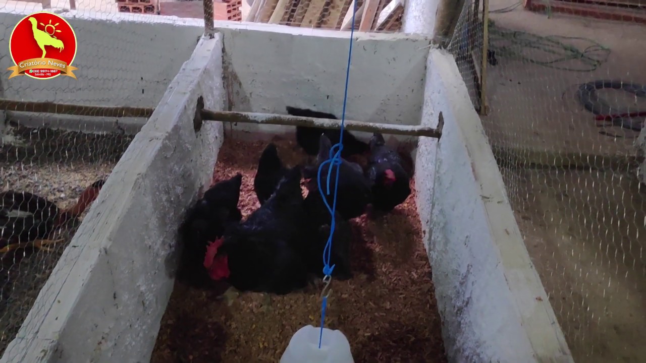 COMEÇANDO A LEVAR AS AVES PARA O GALPÃO, APRENDA COM NOSSOS ERROS E FAÇA MELHOR fazenda edinburgh
