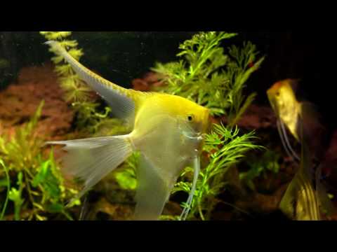 Video: Hoe gezonde aquariumvissen te kiezen