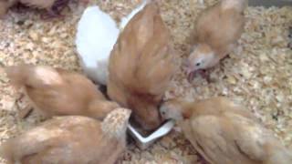 Buff Orpington And White Leghorn Chicks