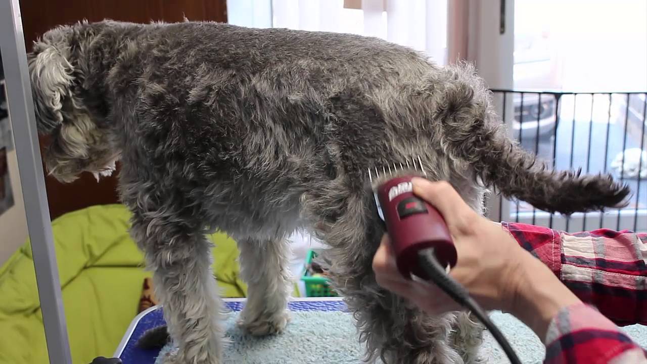 Reverse Clip Tutorial Friends For Life Grooming Parlours YouTube