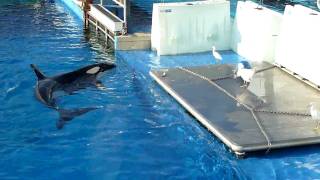 When Sea World Killer Whales Hunt Birds