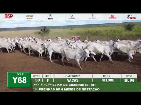 Lote Y68