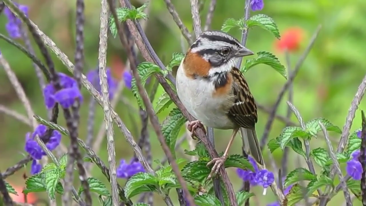 Rufous- collared sparrow in Costa Rica | Bird singing