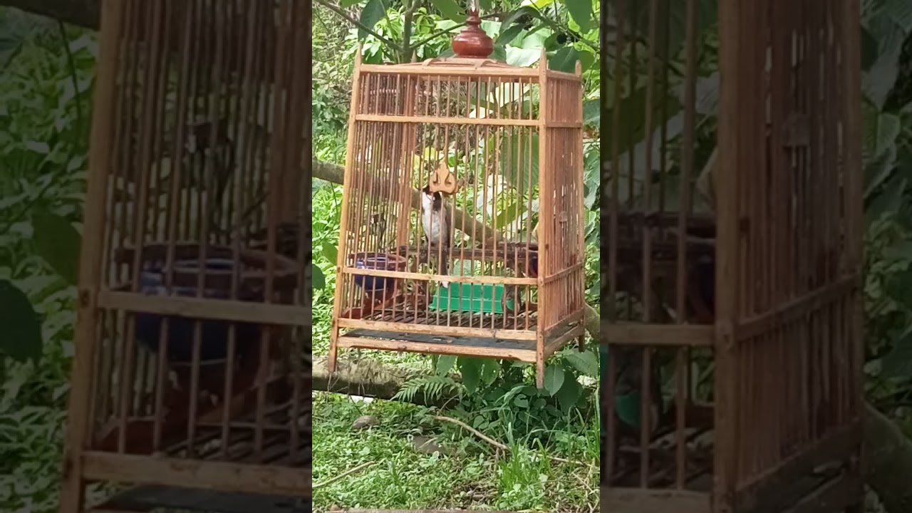 โก้เก้า จริตงาม.วัยรุ่นรักนก.เจ้าเงินแสน.ฝากกดถูกใจ.ฝากกดติดตามกันด้วยนะคับ🙏🙏🙏