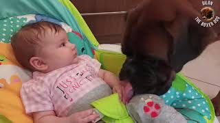 Excited boxer Dilon and his human sister by Dilon the boxer dog 6,779 views 3 years ago 3 minutes, 40 seconds