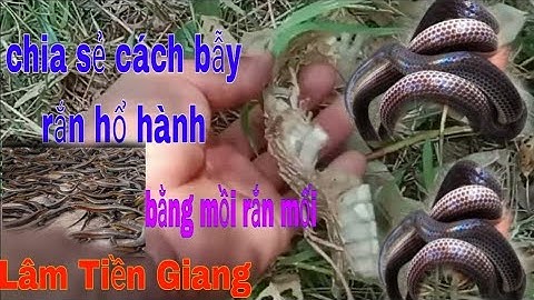 cách bẫy rắn hổ hành bằng mồi rắn mối cực kỳ hiệu quả #lamtiengiang #