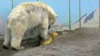 穴を掘るクルミ(釧路市動物園　ホッキョクグマ)