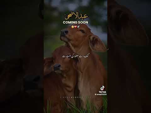 peer ajmal raza Qadri bayan eid ul adha beautiful lines