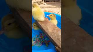 Happy Duck Mood All Day..