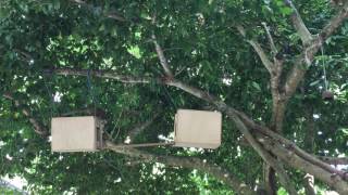 Squirrel Monkey: Enrichment 3rd Video