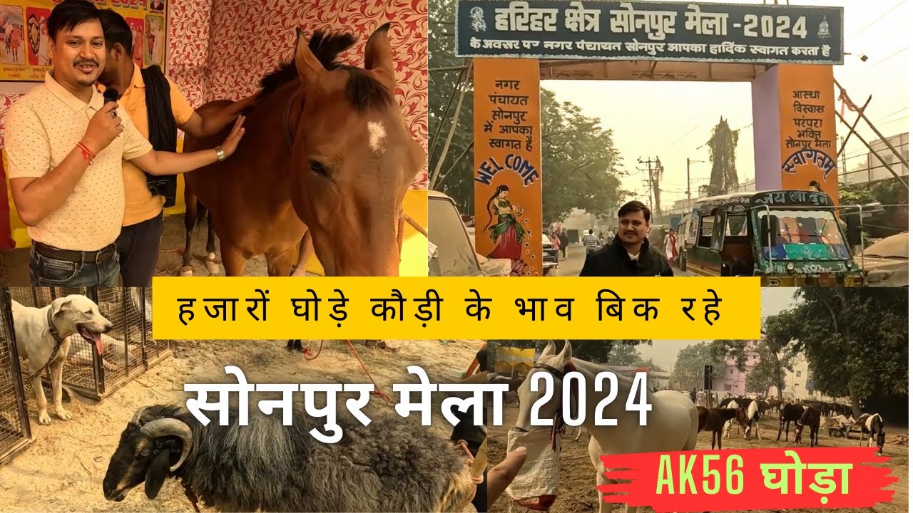 Sonpur Mela 2024 : सोनपुर मेले का AK56 घोड़ा ||सोनपुर मेला का घोड़ा बाजार 