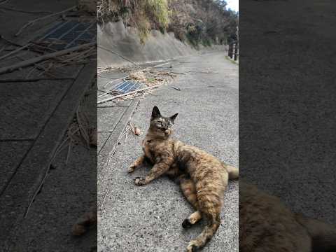 ｽﾞｻ━⊂（ﾟДﾟ⊂⌒｀つ≡━!!歩いていたら目の前にスライディングゴロンしてくる猫