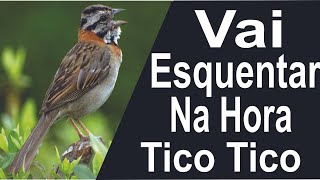 O CANTO DO TICO TICO , SE ELE É FRIO VAI ESQUENTAR NA HORA !!!