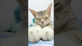 Adekk Ciro Komen Kalo Lucu Guys