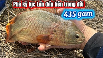 Lần Đầu Tiên Câu Được Con Rô Cở Này Tuyệt Phẩm-Câu Cá Rô Đồng / lãng tử miền Tây T 48