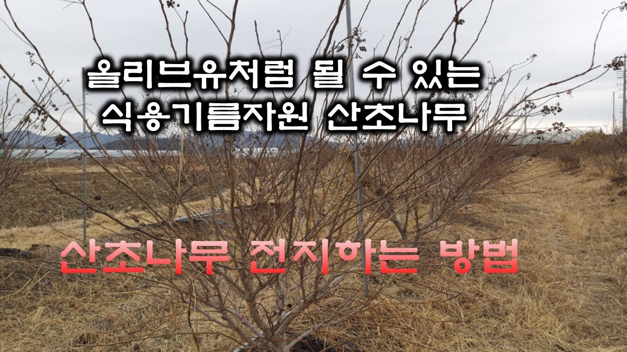 산초나무전지하는 방법을 설명하고 있는 모습,  나무에서 얻을 수 있는 식용기름자원
