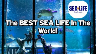 The BEST SEA LIFE - SEA LIFE Blackpool