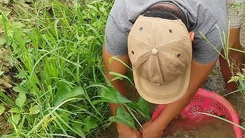 Scoop ditch to catch fish in the rice paddy field - Tát mương bắt cá cùng trai làng