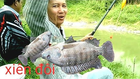 Câu cá rô phi bằng lưỡi lục.gắn phao bềnh cảm giác phê