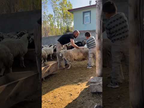 سم کردن پشم گوسفند که سالی ۲ مرحله انجام می شود