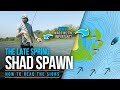 The SHAD Spawn – WHY was THIS the KEY?!? (Spring Bass Fishing)