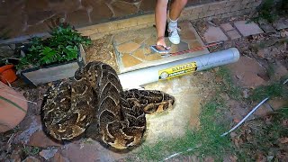 Venomous Snake At Their Back Door