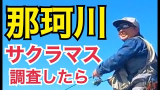 【渓流釣り那珂川】戻りヤマメ、サクラマス調査中なんと○○釣れた River Healing Channel （リバヒ）