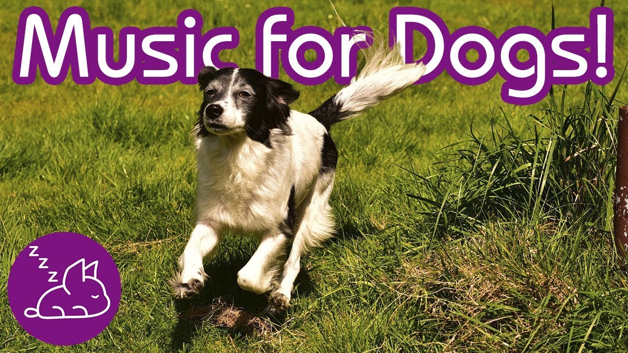 Dog Sleep Music Send Your Dog To Sleep INSTANTLY (NEW) (2019) YouTube