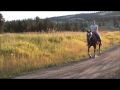 Gaited Appaloosa (Indian Shuffler) - Saddleless & Bitless Riding