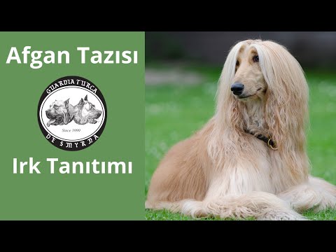 Video: Afgan Tazısı Köpek Irkı Hipoalerjenik, Sağlık Ve Ömrü