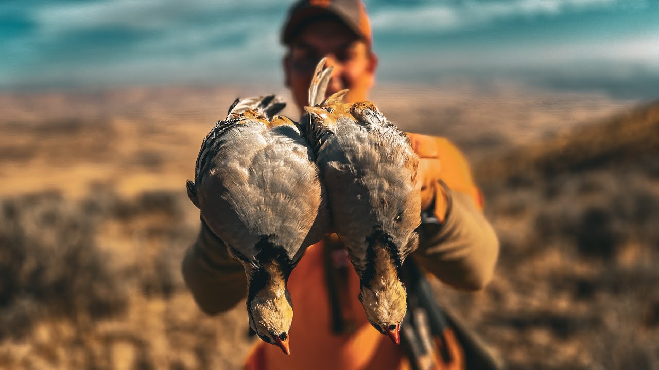 Chukar Hunting - My Citori 725 Stock Cracked… - Puppies killed it!!!