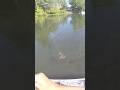 Top water bass fishing #bassfishing #fishing #fypviral #funny #fish