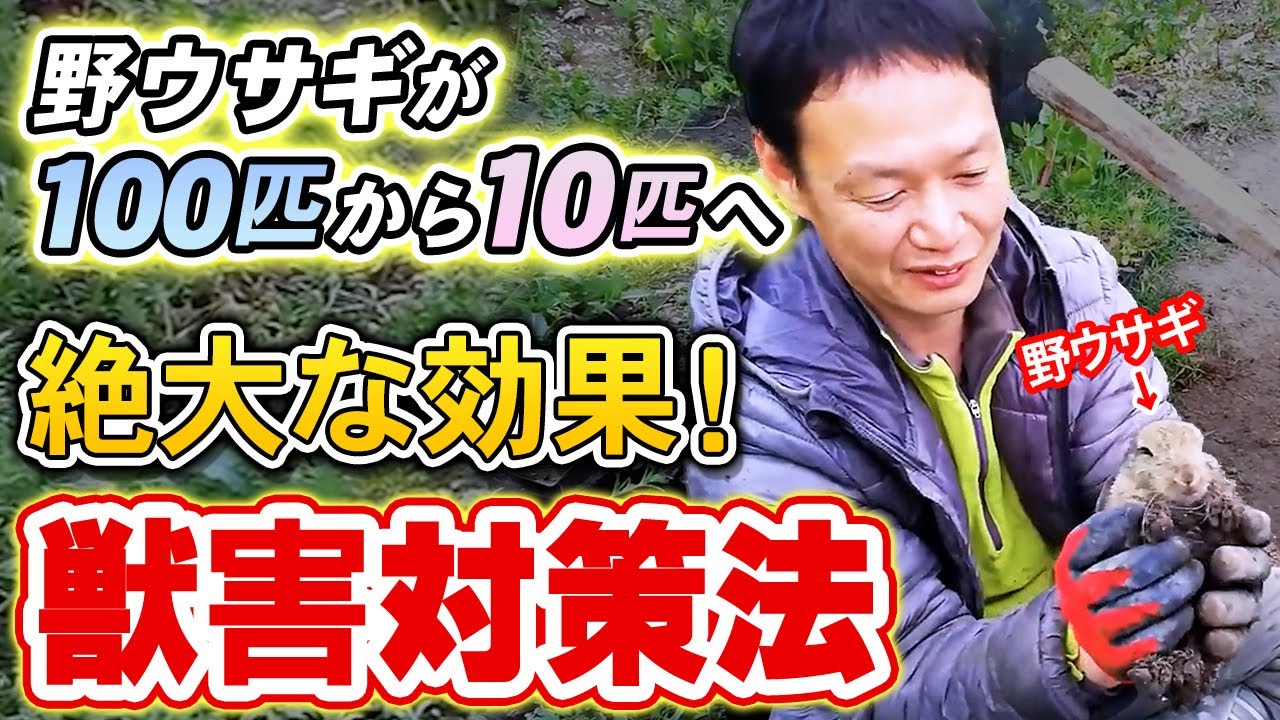 【自然栽培252】獣害が激減した体験談紹介！もう動物に悩まなくていいよ(o^―^o)ﾆｺ