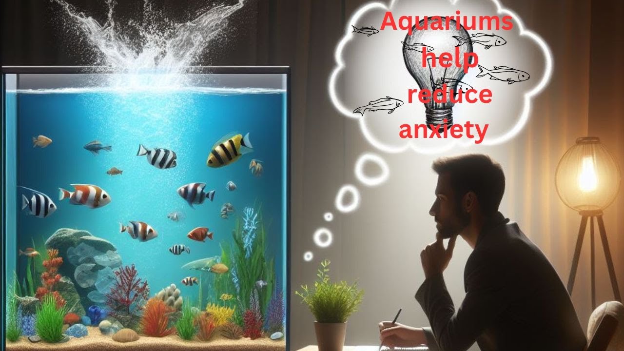 Aquariums are known stress relievers. ASMR - YouTube