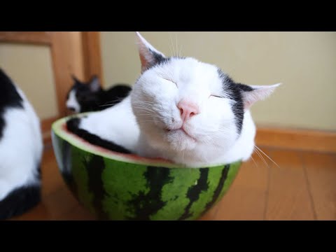 すいか猫 Cat with Watermelon- 210824