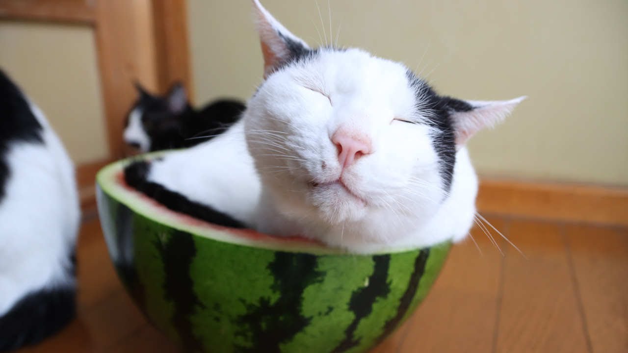 すいか猫 Cat with Watermelon- 210824 - YouTube