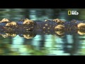 La saison des amours pour les crocodiles