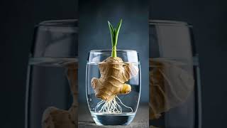 How to Grow Ginger at Home in Water - No Soil Needed