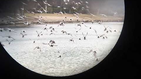 Canvasbacks IMG 0215