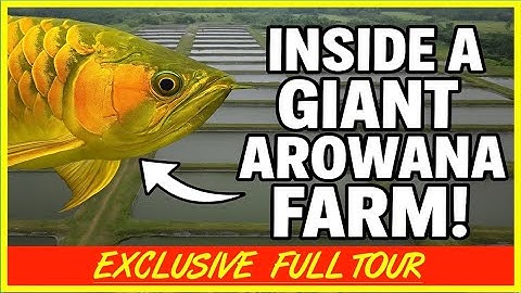EXCLUSIVE TOUR | One of Malaysia’s LARGEST Private Arowana Fish Farms!
