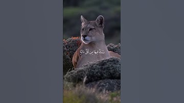 سوة لقمان|10-11|القارئ:#ياسر_الدوسري #قران #quran #راحة_نفسية #قران_كريم  #تلاوة_هادئة #تلاوة_خاشعة