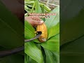 this is CUTTING CHOCOLATE #trending #fypシ #chocolate #viralvideo
