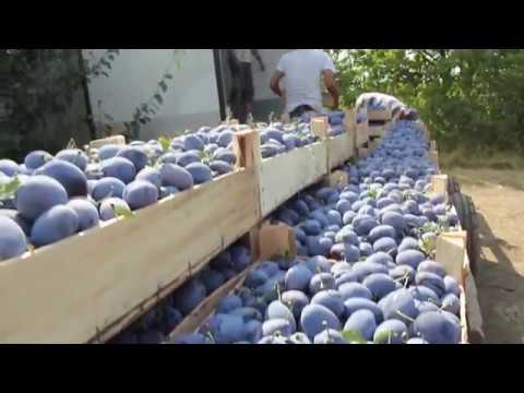Video: Catifea Amur - Proprietăți Utile, Utilizarea Fructelor și A Scoarței De Catifea Amur. Bulioane și Tincturi De Catifea