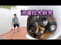【欢子TV】农村小伙池塘捡田螺，就捡5个大蚌壳，炒酸豆角简直太香了