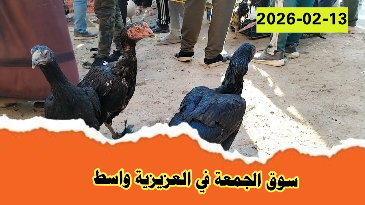 سوق العزيزية في محافظة واسط هو سوق شعبي مشهور يقام تحديداً يوم الجمعة الدجاج العربي، الفسيفس، البط