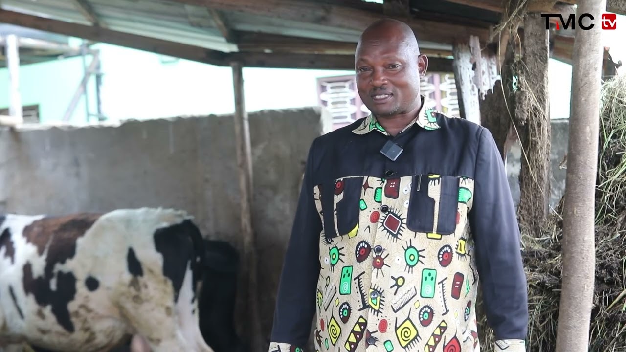 Jifunze ufugaji bora wa Ng'ombe wa Maziwa 