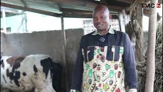 Jifunze ufugaji bora wa Ng'ombe wa Maziwa 