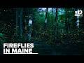 Why fireflies are becoming harder to find in Maine?
